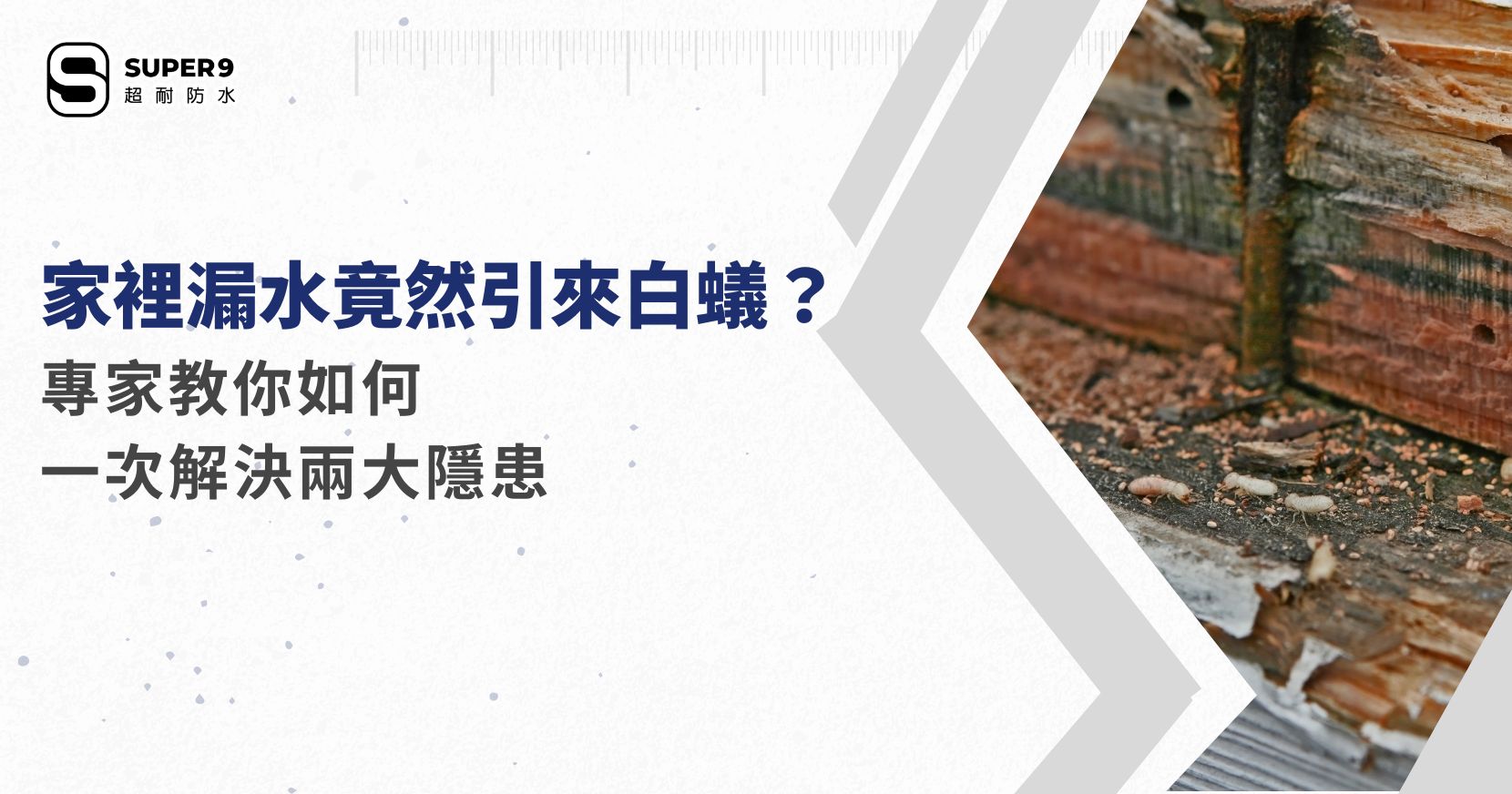 漏水 白蟻